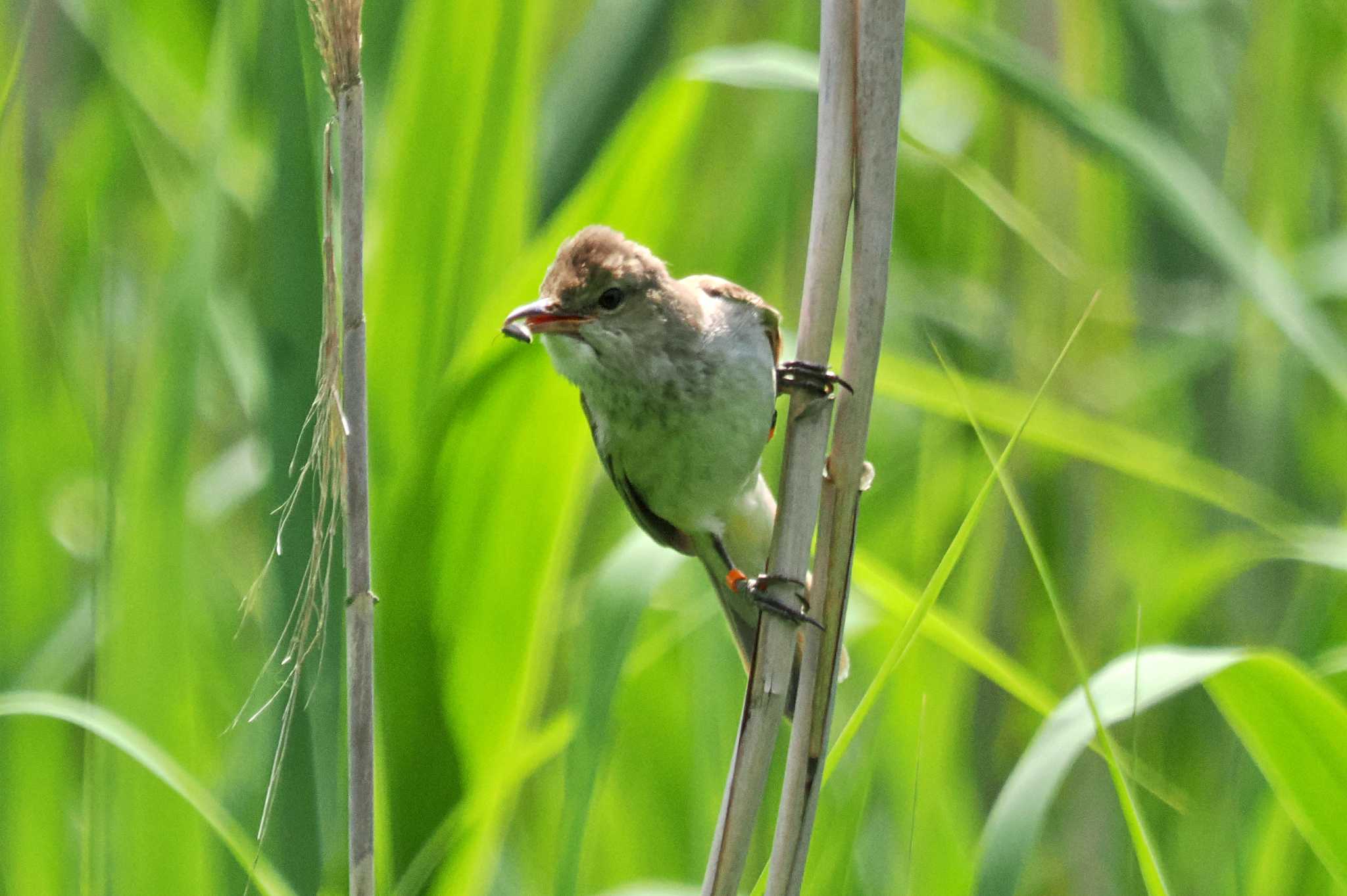 高松の池 オオヨシキリの写真 by 藤原奏冥