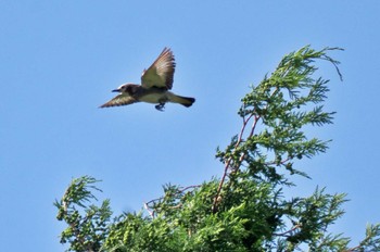 Chestnut-cheeked Starling 高松の池 Sun, 6/18/2023