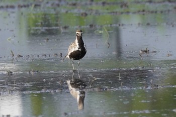 ムナグロ 埼玉県 2023年5月12日(金)