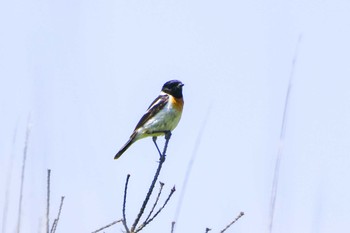 2023年6月19日(月) 八島湿原(八島ヶ原湿原)の野鳥観察記録