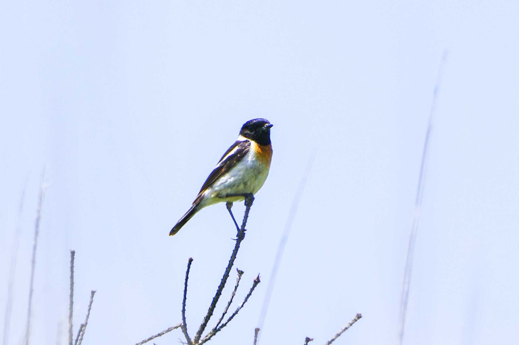 Amur Stonechat