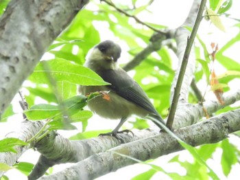 Japanese Tit Nishioka Park Sun, 6/18/2023