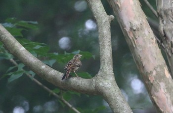 ホオジロ 兵庫県神戸市北区 2018年7月22日(日)