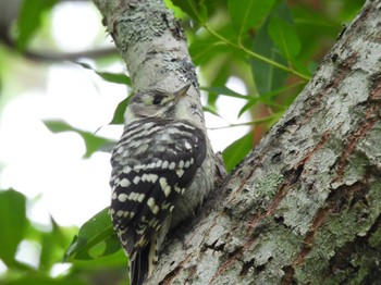 Japanese Pygmy Woodpecker Nishioka Park Sun, 6/18/2023