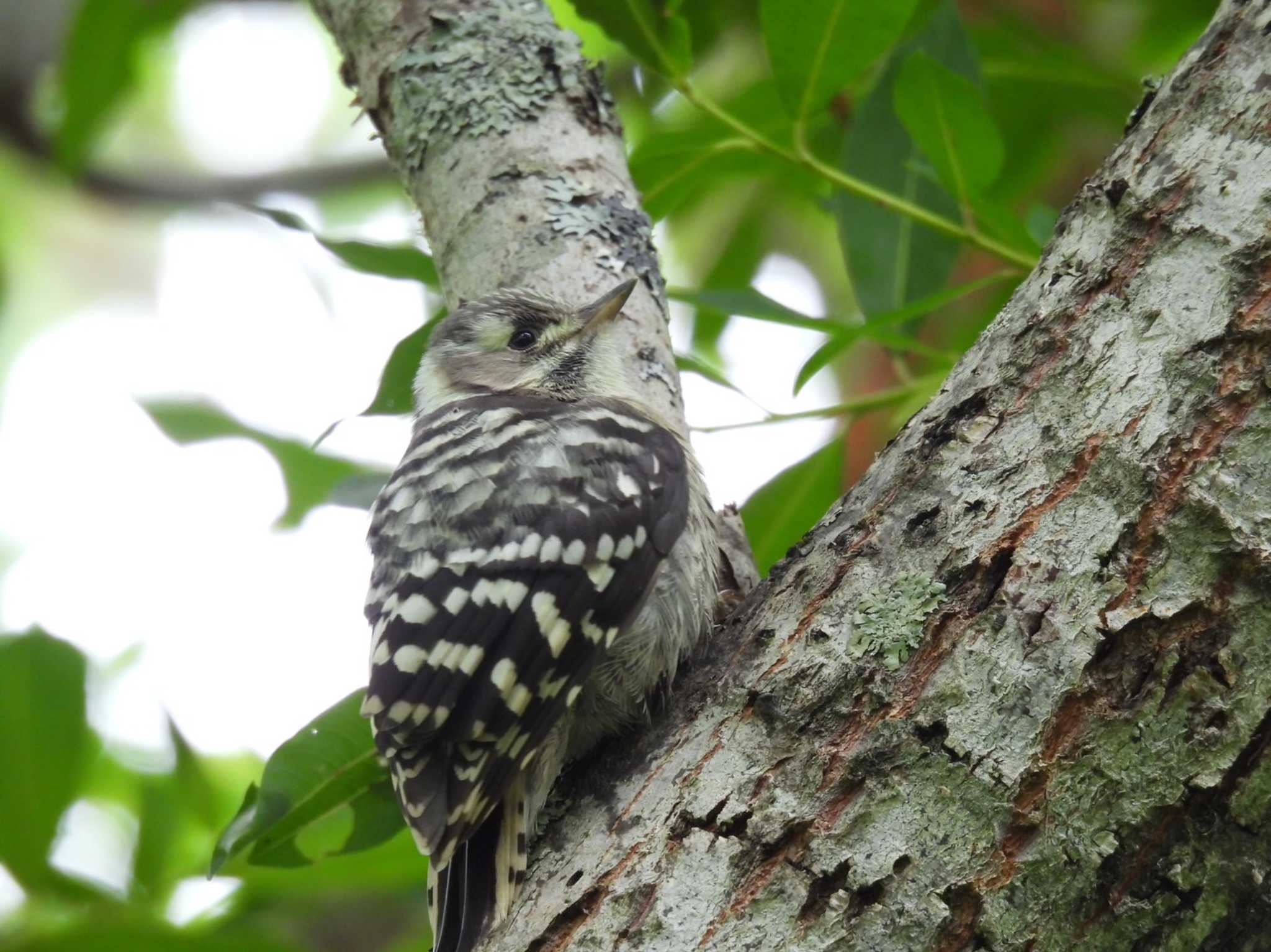 Japanese Pygmy Woodpecker