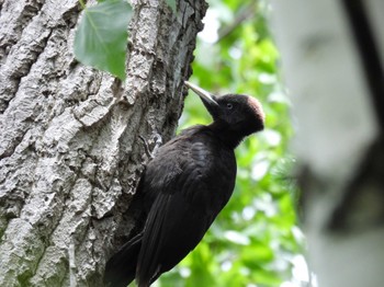 Black Woodpecker Nishioka Park Sun, 6/18/2023