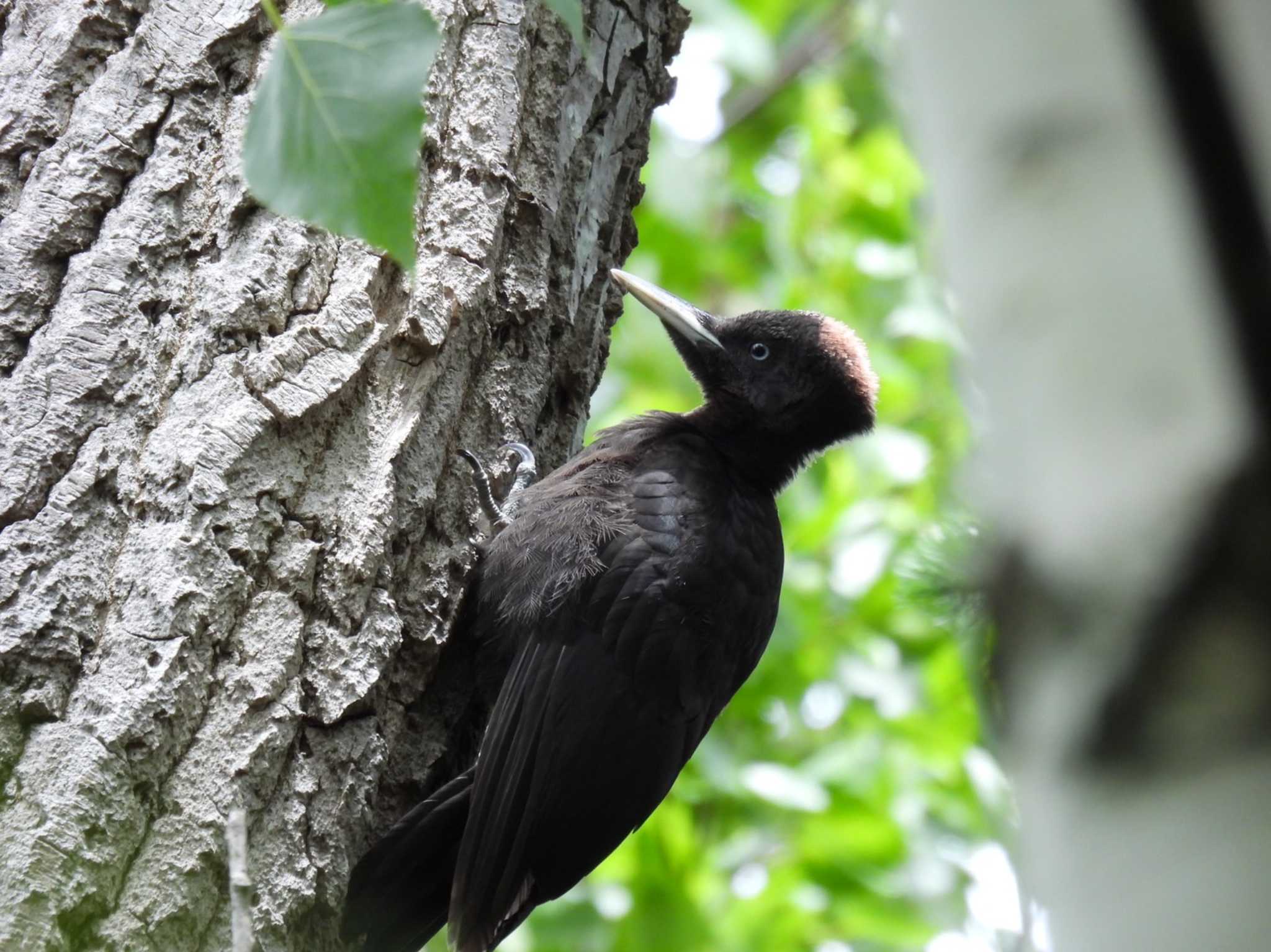 Black Woodpecker