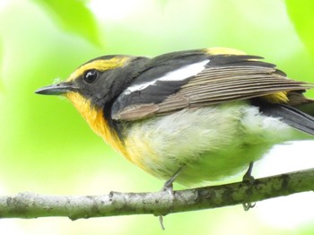 Narcissus Flycatcher Nishioka Park Sun, 6/18/2023