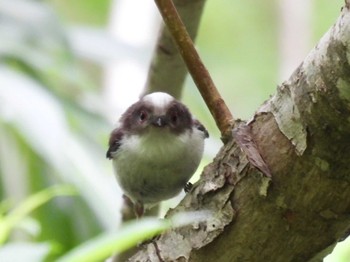 Long-tailed tit(japonicus) Nishioka Park Sun, 6/18/2023