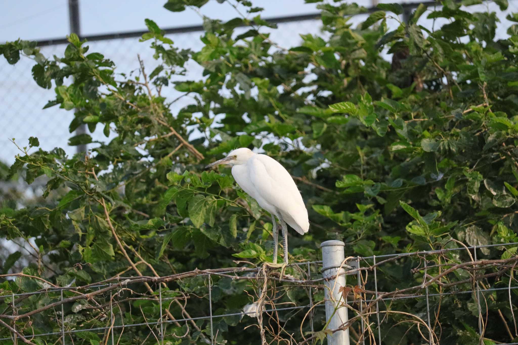 Medium Egret