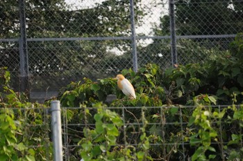 2023年6月20日(火) 蟹江IC(東名阪自動車道) サギコロニーの野鳥観察記録