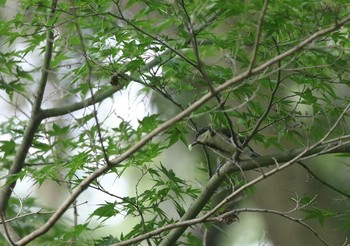 シジュウカラ 兵庫県神戸市北区 2018年7月22日(日)