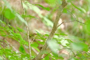 Asian Stubtail 北海道 函館市 笹流ダム Thu, 6/22/2023