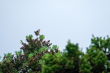 Thu, 6/22/2023 Birding report at 北海道 函館市 笹流ダム