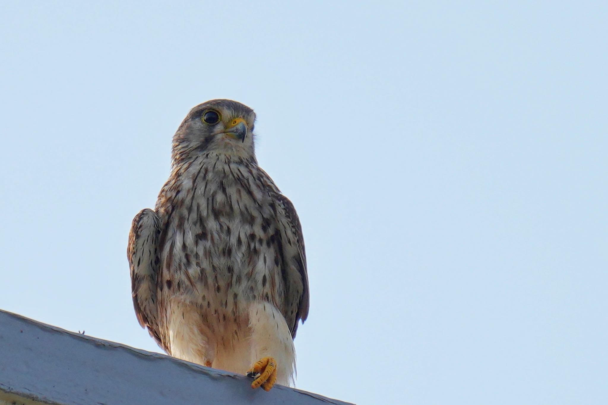 Common Kestrel