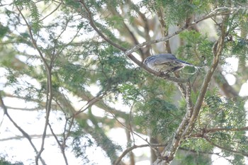 ヒヨドリ 北海道 函館市 見晴公園 2023年6月22日(木)