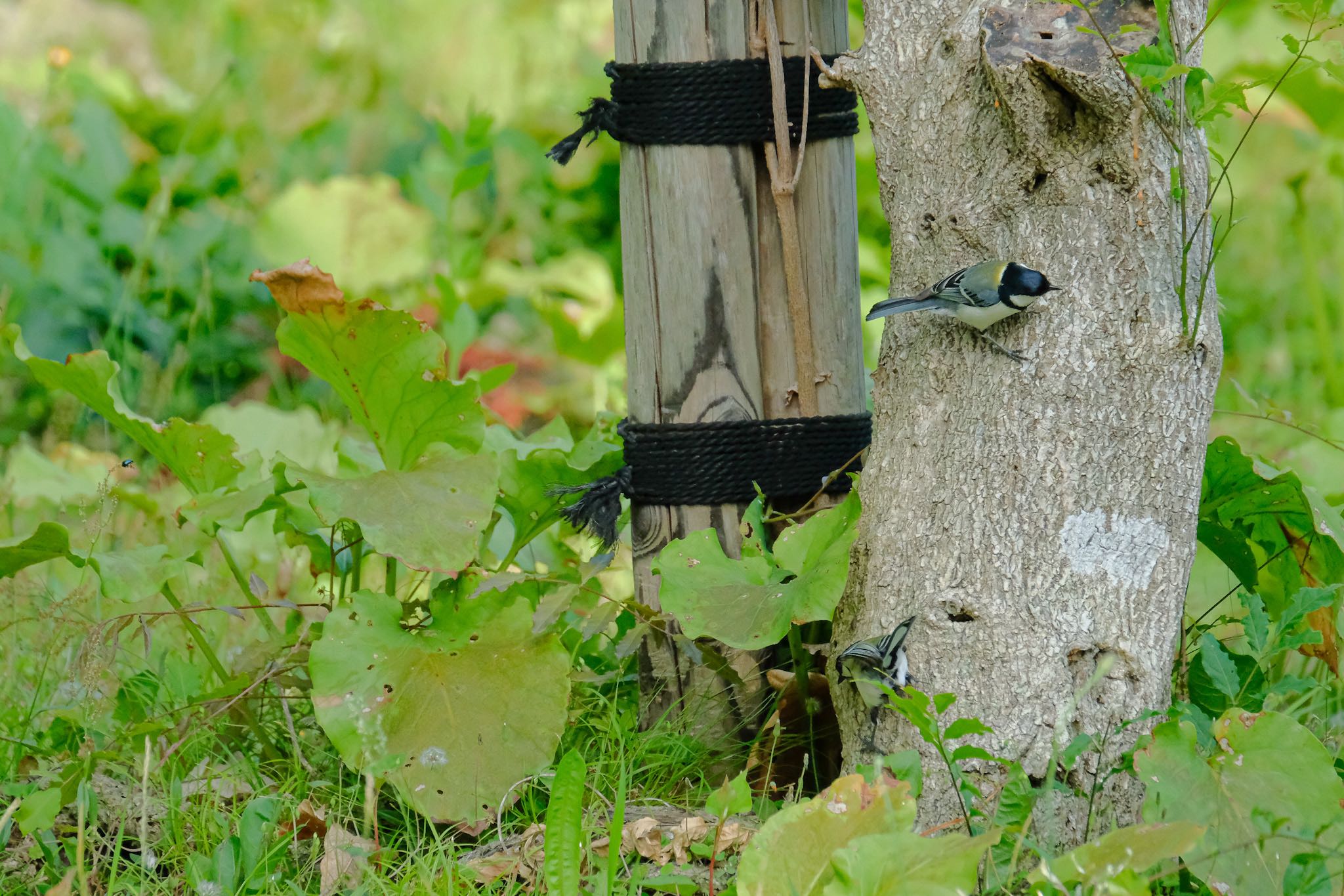 Japanese Tit