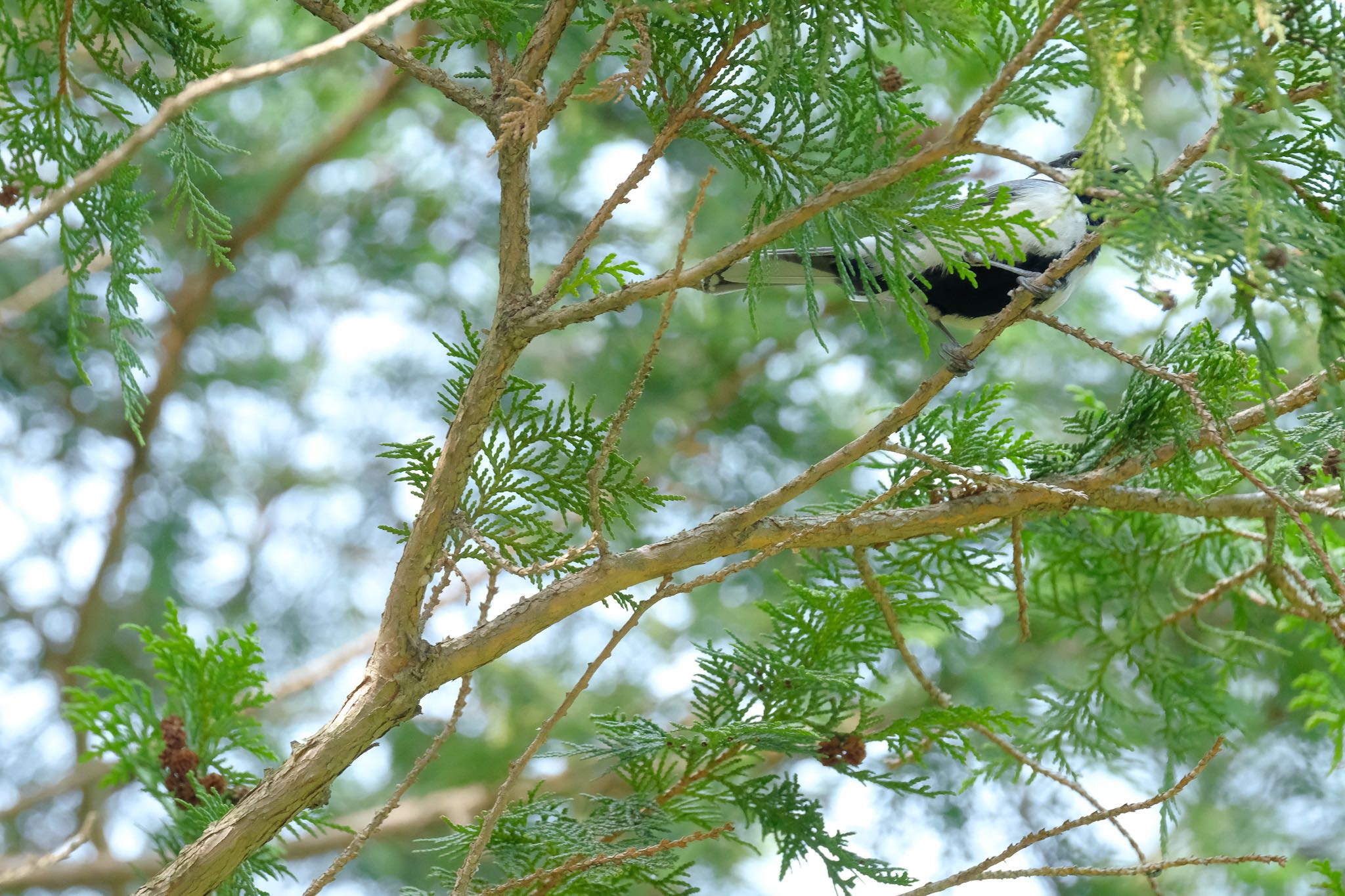 Japanese Tit