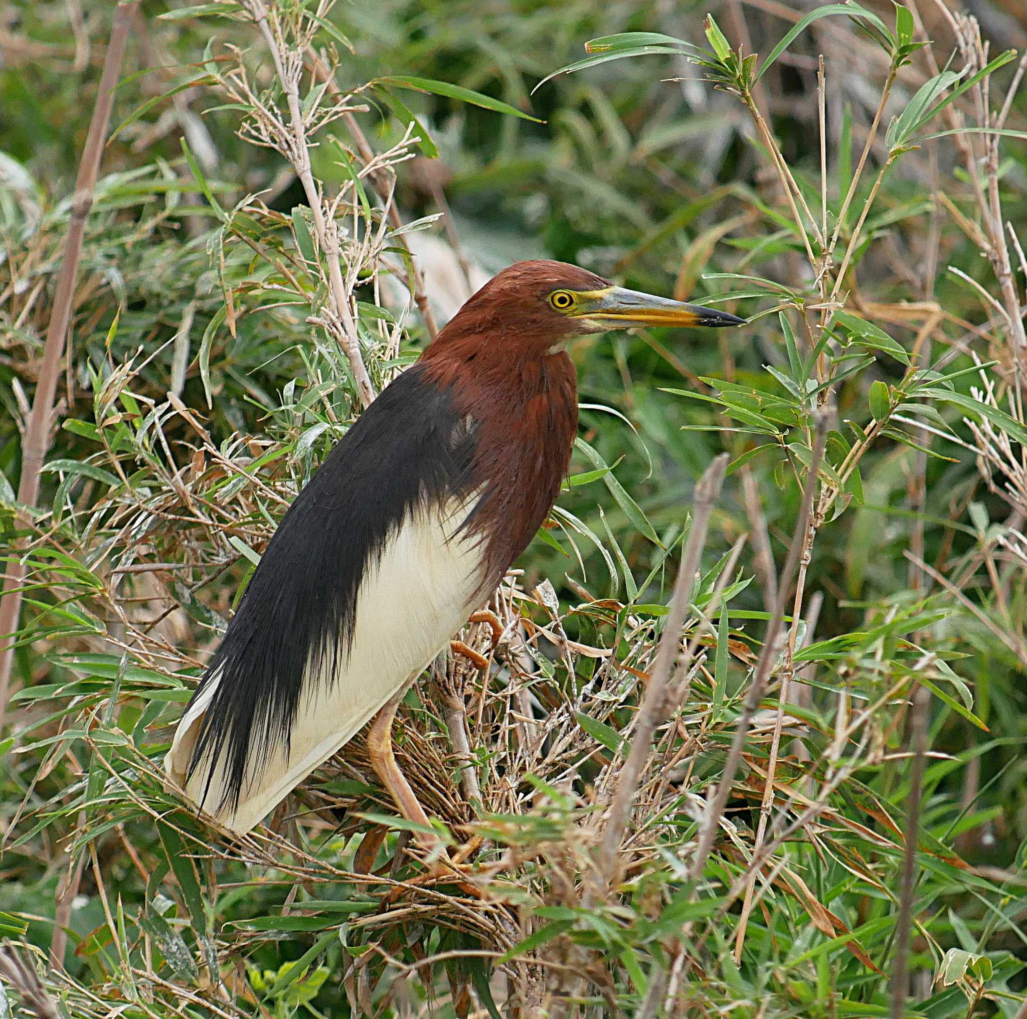 Photo of Chinese Pond Heron at 土浦 by のりさん