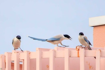 2023年6月21日(水) 鶴見川の野鳥観察記録