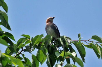 Chestnut-cheeked Starling 高松の池 Sun, 6/18/2023