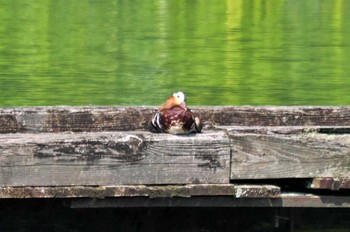 Mandarin Duck 高松の池 Sun, 6/18/2023