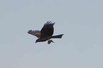 ミサゴ 大阪南港野鳥園 2023年6月22日(木)