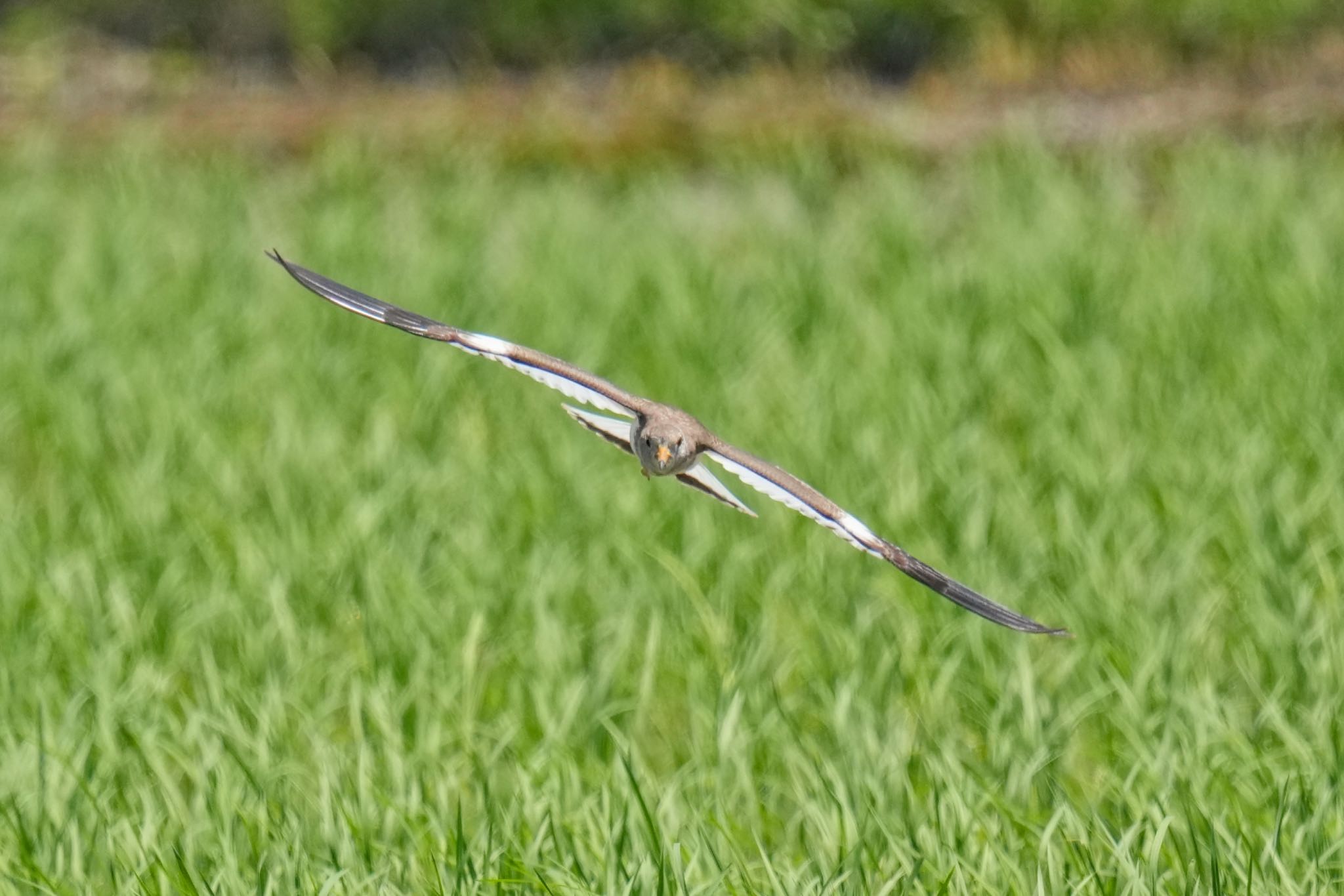 Photo of Grey-headed Lapwing at 浮島ヶ原自然公園 by アポちん