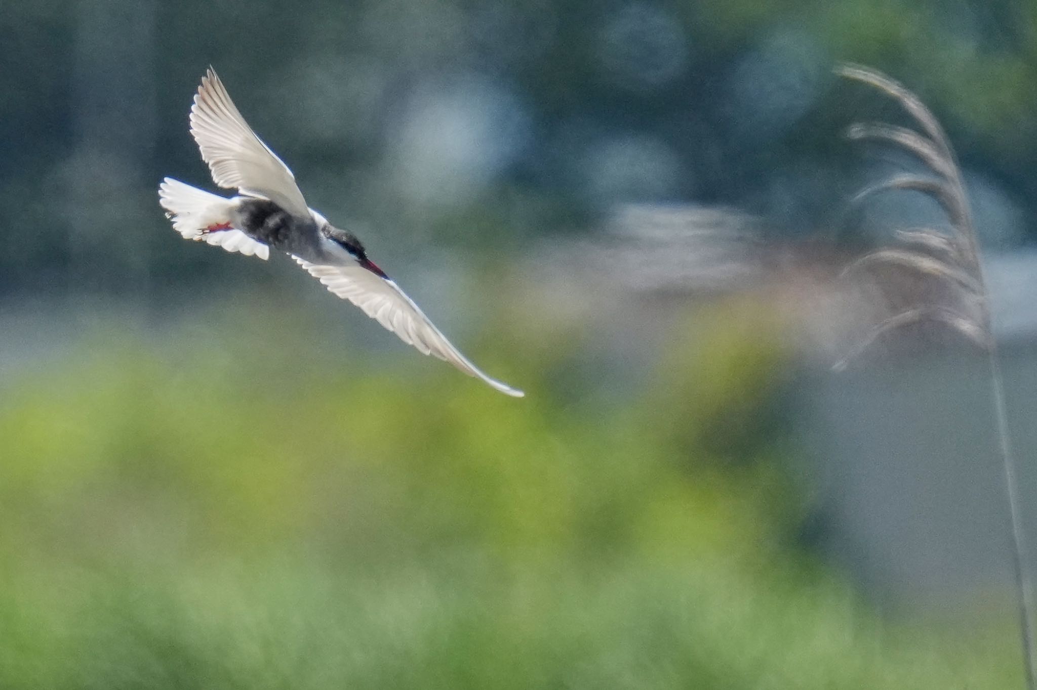 Whiskered Tern