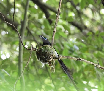 サンコウチョウ 福岡県 2023年6月22日(木)