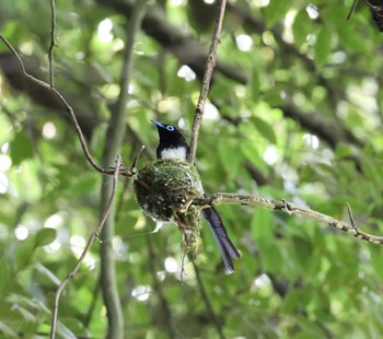 サンコウチョウ 福岡県 2023年6月22日(木)