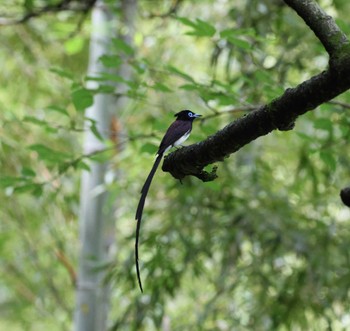 サンコウチョウ 福岡県 2023年6月22日(木)