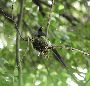 サンコウチョウ 福岡県 2023年6月22日(木)