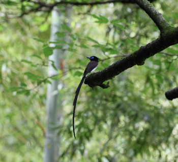 サンコウチョウ 福岡県 2023年6月22日(木)