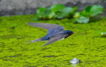 2023年6月22日(木) 恩智川治水緑地の野鳥観察記録