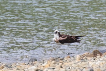 2023年6月22日(木) 山口県の野鳥観察記録