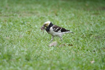 Black-collared Starling 大安森林公園 Fri, 5/19/2023