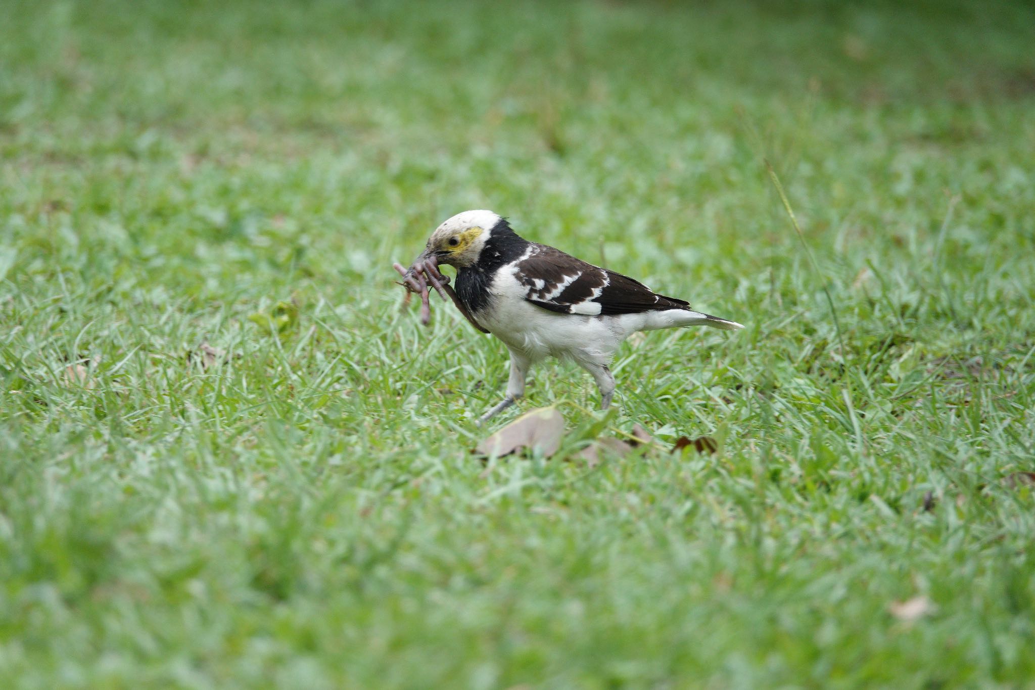 Black-collared Starling