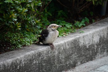 Black-collared Starling 大安森林公園 Tue, 5/16/2023