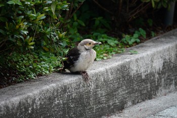 クビワムクドリ 大安森林公園 2023年5月16日(火)