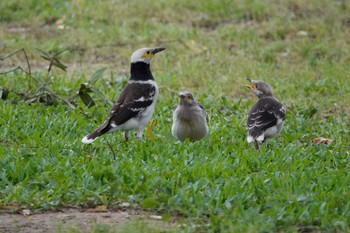 Black-collared Starling 大湖公園(台湾) Thu, 5/18/2023