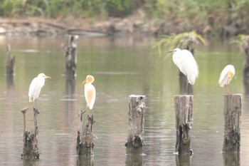 2023年6月20日(火) 伊佐沼の野鳥観察記録