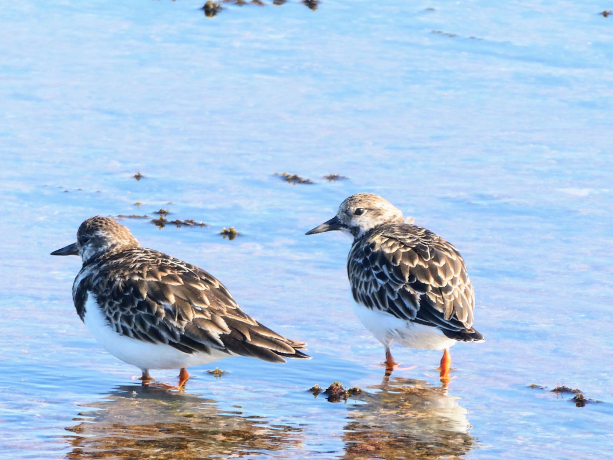 Long Reef(Australia, NSW) キョウジョシギの写真 by Maki