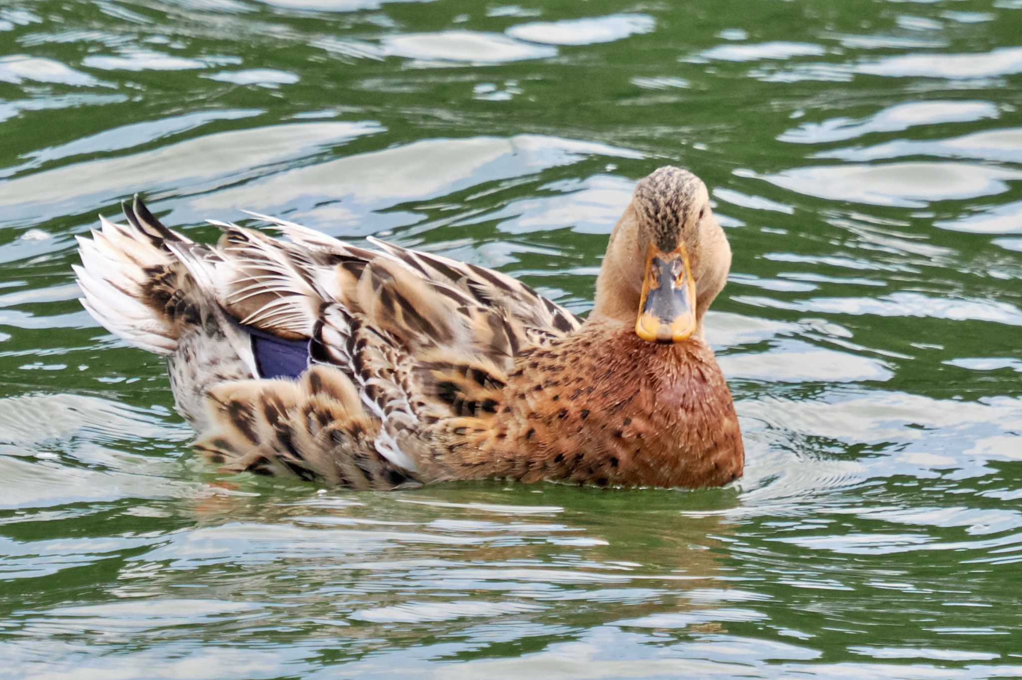 Photo of Mallard at 高松の池 by 藤原奏冥