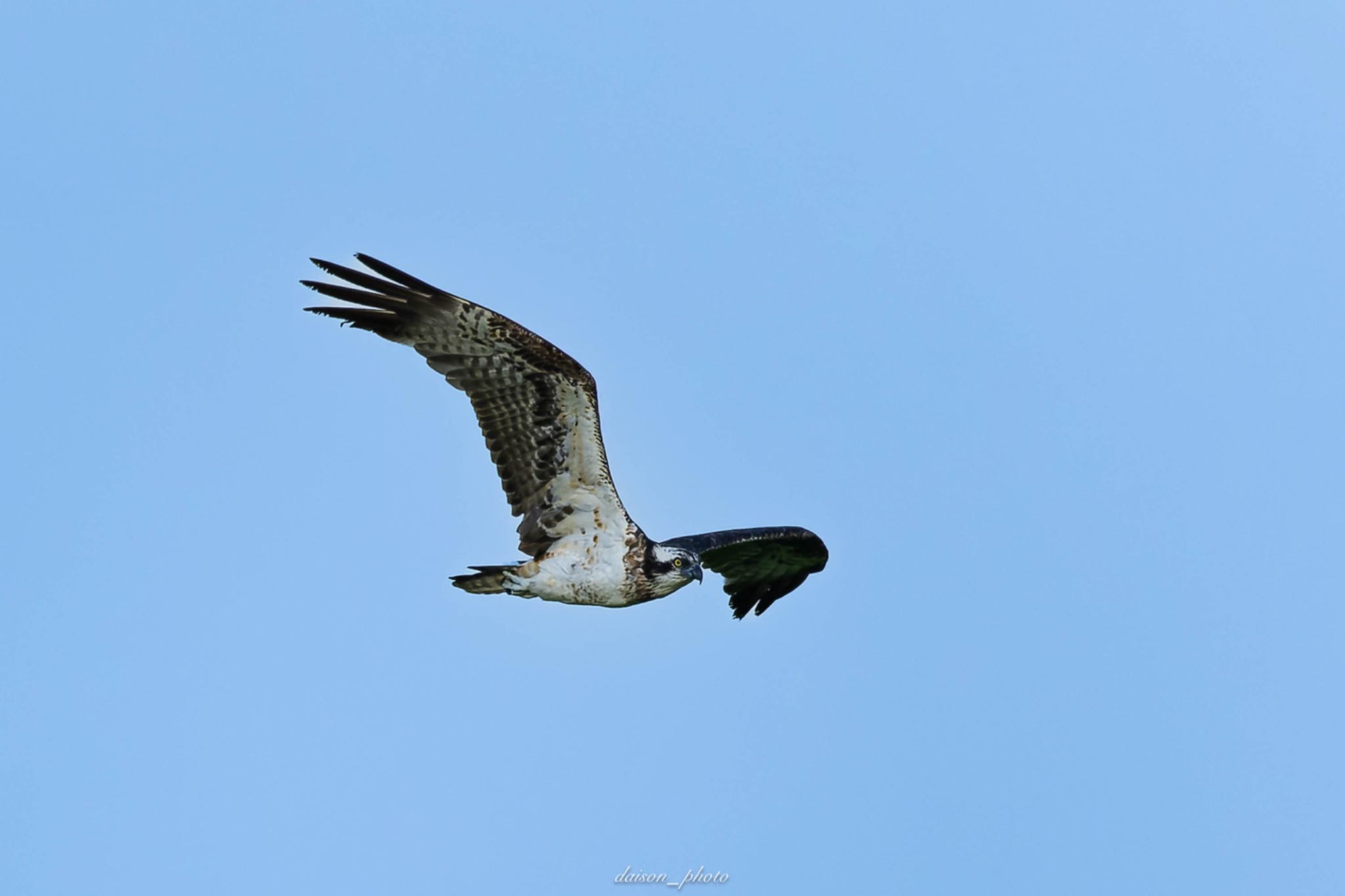 Osprey