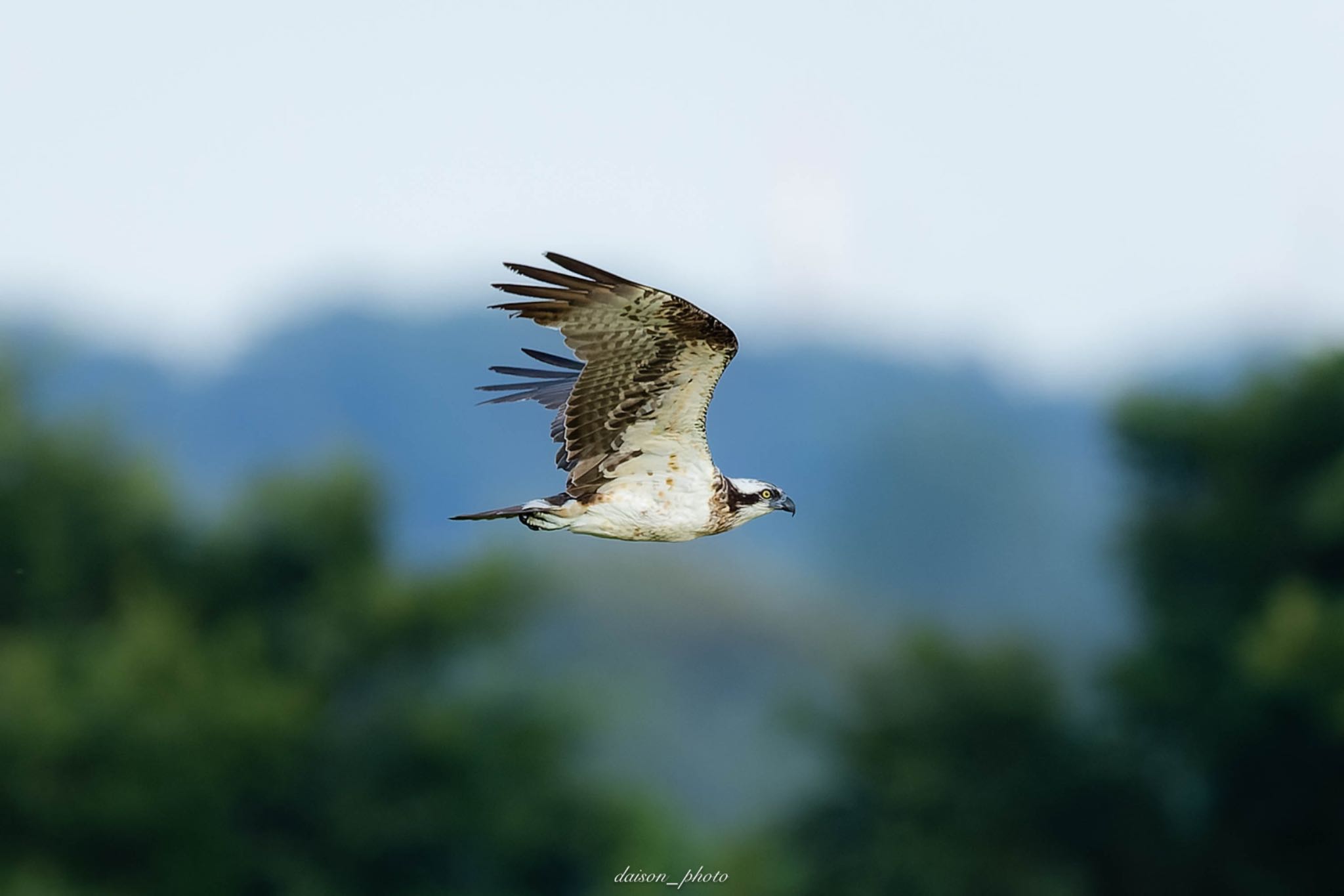 Photo of Osprey at Watarase Yusuichi (Wetland) by Daison