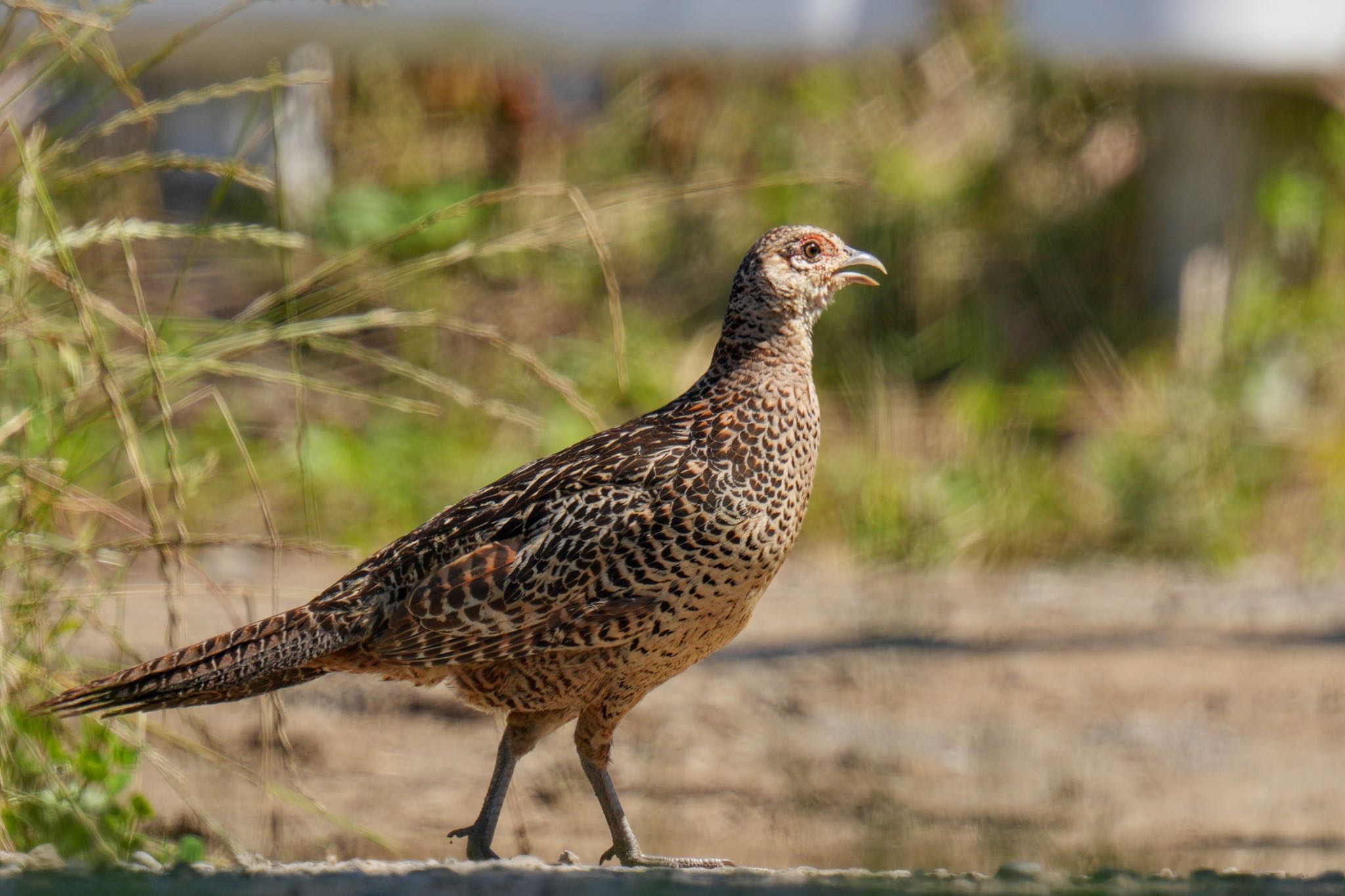 Green Pheasant