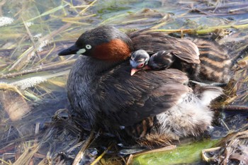 2023年6月20日(火) 勅使池(豊明市)の野鳥観察記録