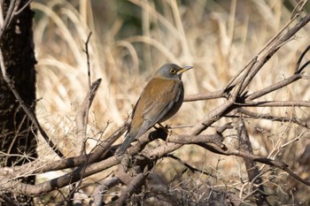 Pale Thrush Unknown Spots Thu, 3/16/2023