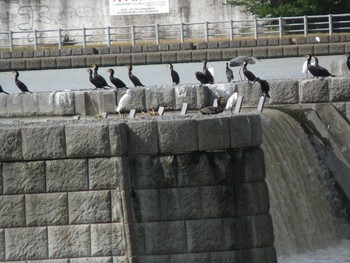 カワウ 多摩川二ヶ領宿河原堰 2018年7月29日(日)